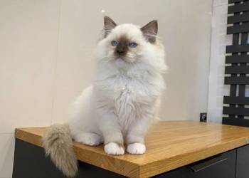 Kotki ragdoll gotowe do wydania FPL