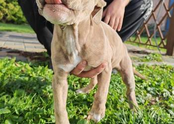 Szczeniak - Amstaff