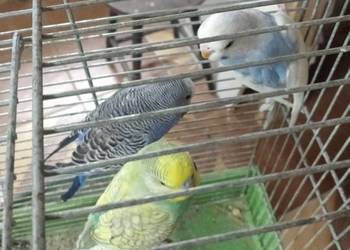 Papugi faliste  akeksandretty