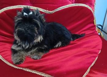 Maleńki samczyk Boss Yorkshire terrier ,nie biewer.