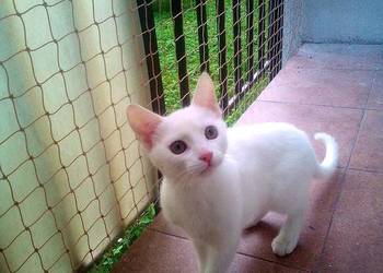 Siatka zabezpieczająca balkon dla kota bez wiercenia Warszawa Siatki Kot Siatka zabezpieczająca balkon dla kota bez wiercenia Warszawa Siatki Kot