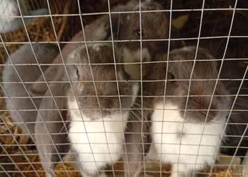 Sprzedam króliki barany francuskie i belgijskie