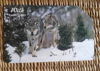 WILK - KRAJOWY DRAPIEŻNIK