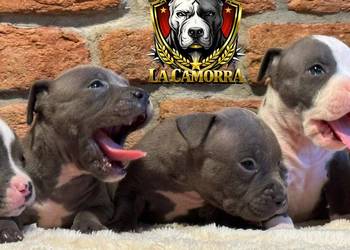American Staffordshire Terrier Blue Amstaff