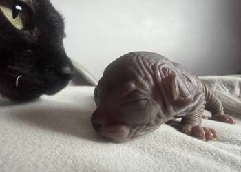 Kotki do rezerwacji - odbiór Wielkanoc !