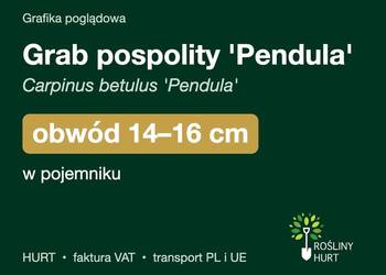 Grab pospolity 'Pendula' obwód 14-16 cm, w pojemniku – HURT