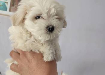 Maltańczyk Maltańczyki śliczny piesek