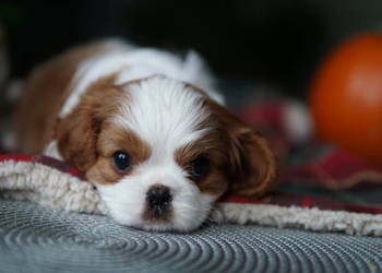 Szczenięta Cavalier King Charles Spaniel