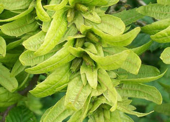 GRAB POSPOLITY Carpinus betulus - NASIONA 1500 sztuk - 100g.