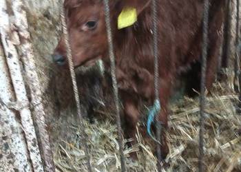 Sprzedam byczka mięsnego