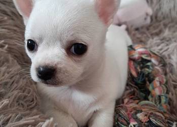 Chihuahua krótkowłosa suczka Czechowice-Dziedzice
