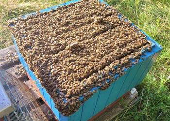 Odkłady pszczele na ramce wielkopolskiej 2026 , odkład pszczeli