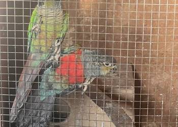 ? Rudosterki hodowlane – 2 pary lęgowe (obrączki + dokumenty) + 4 młode