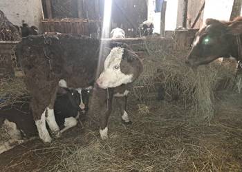 Trzy jałoszki i byczek żarloki