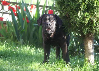Cane Corso szczeniaki, zagraniczne krycie, ładna głowa