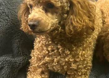 Pudel miniaturowy red krycie