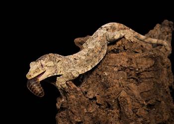 Mniarogekko chahoua mailand green Gekon Omszały