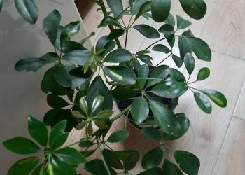 Szeflera drzewkowata, wsyokość 55 cm, zdrowa roślina z młodymi przyrostami