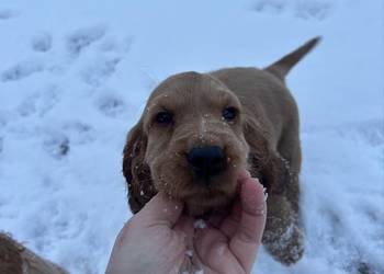 Cocker spaniel angielski