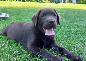 Labrador czekoladowy szczenię piesek