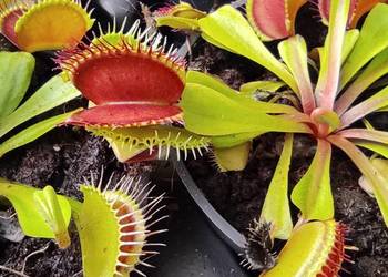 Dionaea muscipula: od tajemnicy pułapek po elegancję kwiató