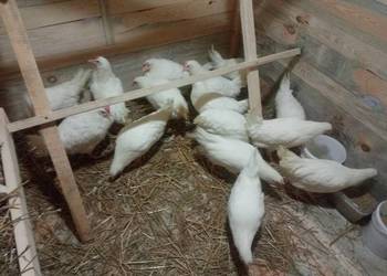 Kury Leghorny 21 tygodnie kokoszki