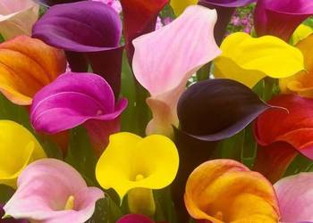 Kalla (Zantedeschia)