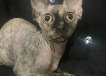 Sfinks Kanadyjski. Diablica do odbioru