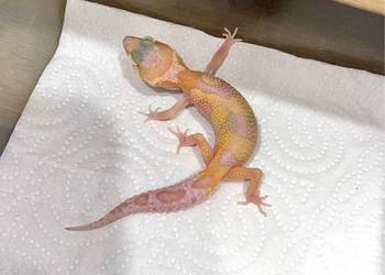 Gekon lamparci Mack snow Raptor Gekon lamparci Mack snow Raptor