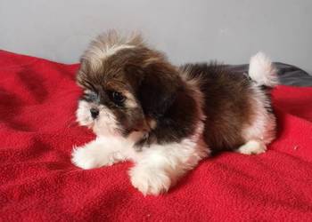 Shih Tzu ** AKTUALNE **Szczenięta - hodowla domowa