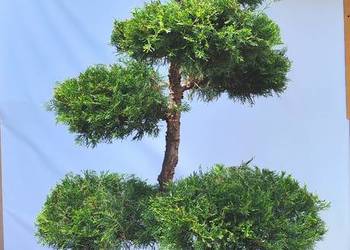 Bonsai Niwaki Jałowiec Kuriwao Gold