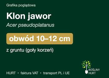 Klon jawor (Acer pseudoplatanus) obwód 10-12 cm, z gruntu – HURT