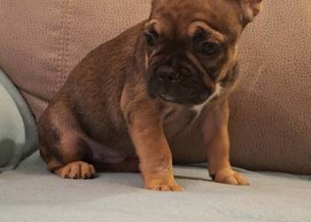 Sprzedam buldożki francuskie-duczka