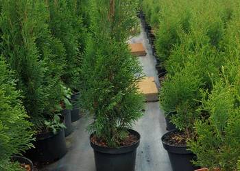Tuja thuja szmaragd