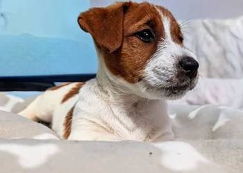 Jack russell terrier szczenięta