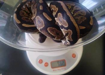 Samiec Pyton Królewski Black Pastel het Pied