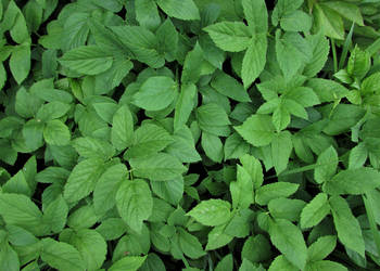 PODAGRYCZNIK sadzonki. SAMO ZDROWIE