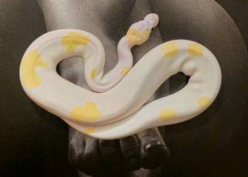 Pytony królewskie Python regius