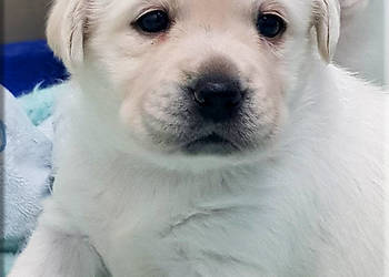 Biszkoptowe/żółte szczenięta rasy Labrador Retriever ZKwP/FCI