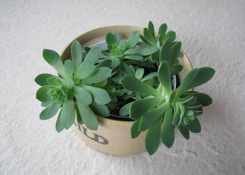 Aeonium – piękny sukulent na taras, do oranżerii lub mieszkania
