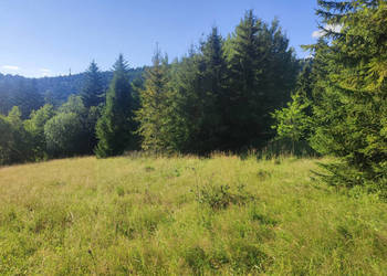 6245 m² w Złatnej – przestrzeń, las, góry i potencjał.