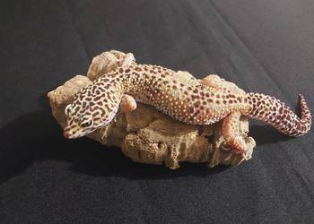 Gekony lamparcie , gekon samica