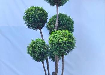 Bonsai Niwaki cyprysik lawsona Elwoodii
