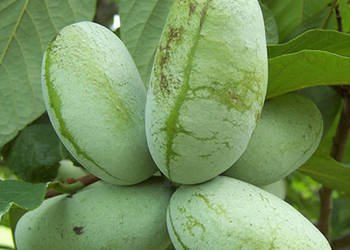 URODLIN TRÓJŁATKOWY Asimina triloba NASIONA 100 sztuk - 100g.