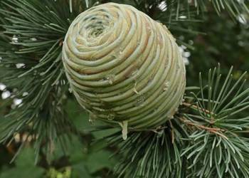 CEDR ATLASKI GLAUCA CEDRUS - sadzonki w doniczkach