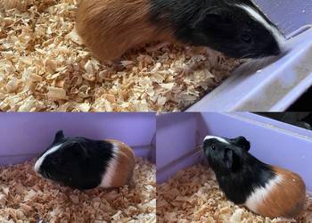 Sprzedam świnki morskie