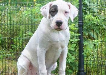 Sunia Dogo Argentino ZKwP FCI