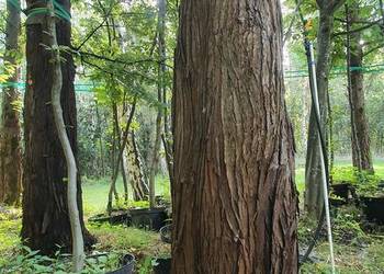 Metasekwoja. Duże reprezentacyjne drzewo soliter, solitery. Okazałe drzewa.