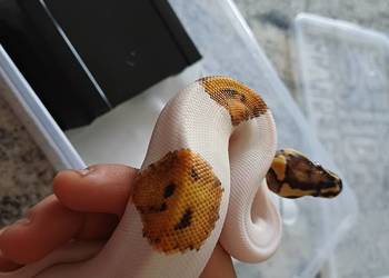 Pyton królewski fire piebald młoda samica