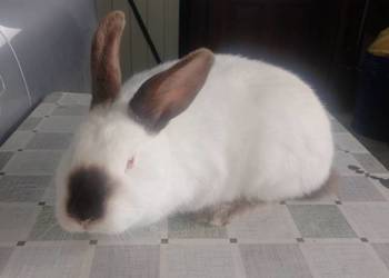 Samica Kalifornia zakocona